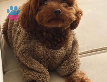 Oğlumuz Lokiye dişi arıyoruz