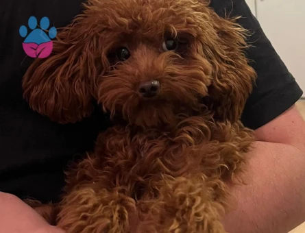 Oğlumuz Lokiye dişi arıyoruz