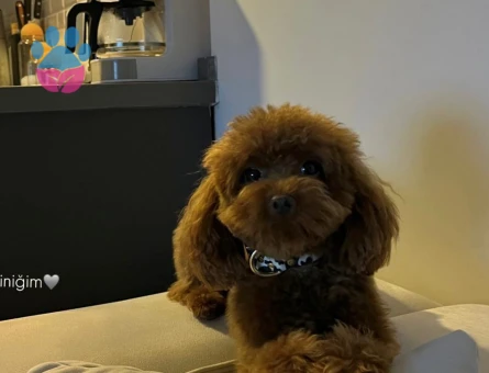 Oğlumuz Lokiye dişi arıyoruz