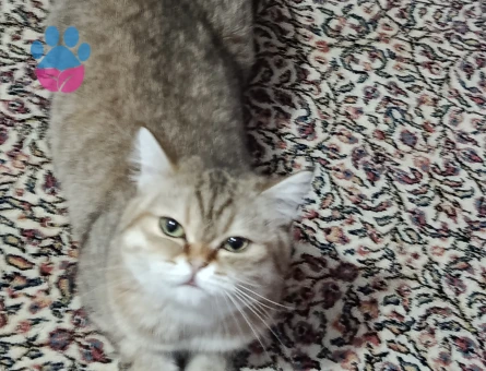 Kedim Kızgınlıkta ona erkek bir eş arıyorum yer antalya