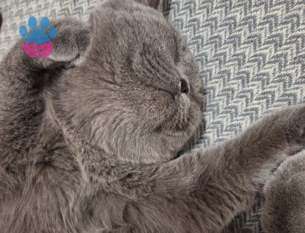 Oğlumuza Eş arıyoruz