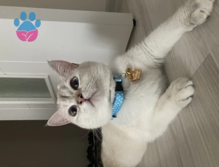 Prenses Kızıma Eş Arıyorum 2 Yaşında