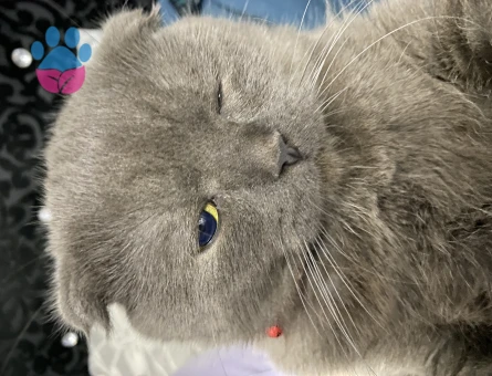 Çakıl Bey’e Hanımefendi Aranıyor