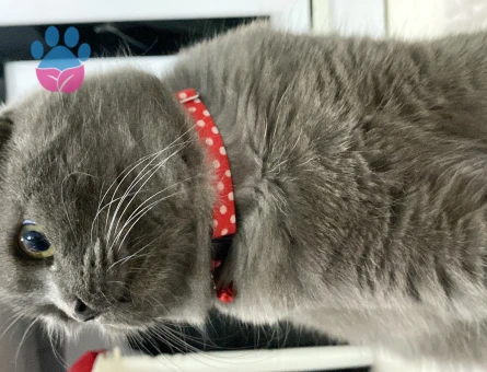 Çakıl Bey’e Hanımefendi Aranıyor