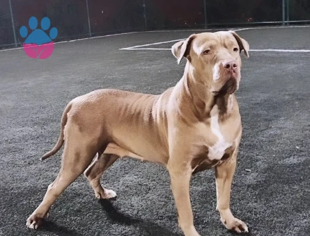 Cane Corso Kırması Kızıma Eş Arıyorum