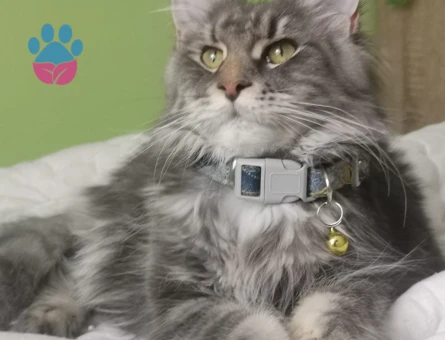 Maine Coon Kızımıza Eş Arıyoruz