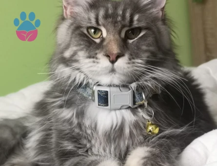 Maine Coon Kızımıza Eş Arıyoruz