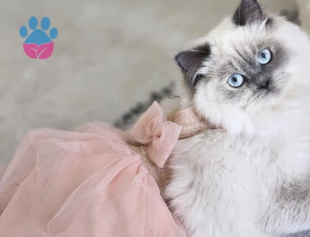 Kedime eş arıyorum