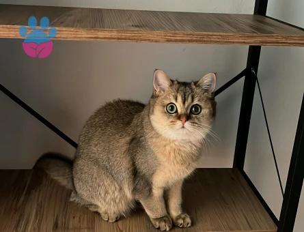 Kızımıza bi beyfendi arıyoruz