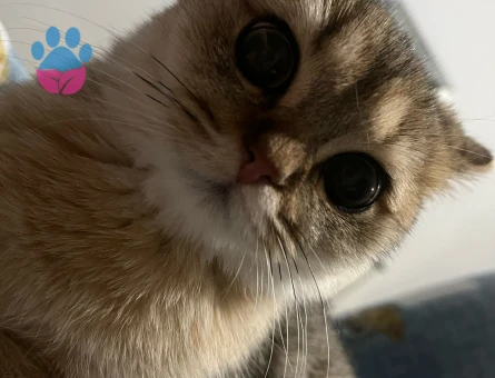 Kızımıza bi beyfendi arıyoruz