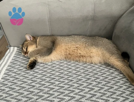 Kızımıza bi beyfendi arıyoruz