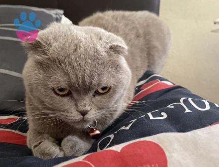 Scottish yavrumuza erkek eş arıyoruz kızgınlık döneminde acil