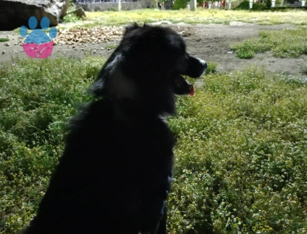 Chivasımıza eş ilanj