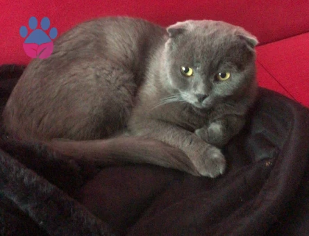 Scottish eş arıyorum