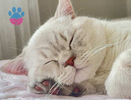 Oğlumuza eş arıyoruz