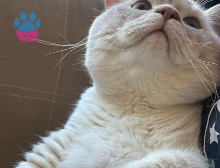 Oğlumuza eş arıyoruz