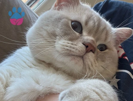 Oğlumuza eş arıyoruz