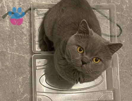 British Shorthair 2 Yaşında Eş Arıyor