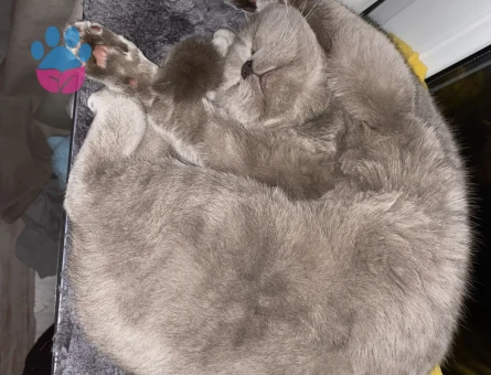 British Shorthair 2 Yaşında Eş Arıyor