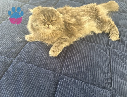 Scottish Long hair kızımıza eş arıyoruz