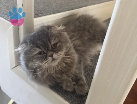 Scottish Long hair kızımıza eş arıyoruz