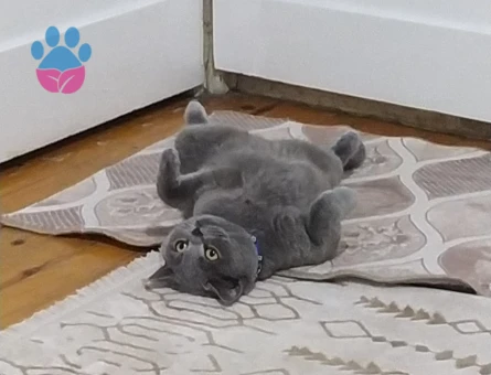 British Shorthair Kızımın ismi Lina yaş 2.5 Yaşında