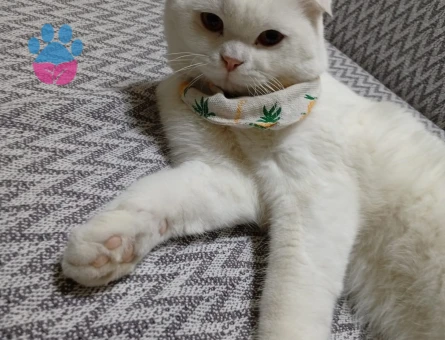 Scottish Fold oğlumuza dişi arıyoruz