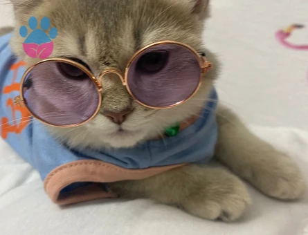 ASİL OĞLUMUZA EŞ ARIYORUZ. BRİTİSH SİLVER GOLDEN ERKEK KEDİME DİŞİ ARIYORUM-YAVRU HALİNDEKİ FOTOLARI DA MEVCUT