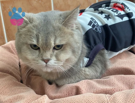 ASİL OĞLUMUZA EŞ ARIYORUZ. BRİTİSH SİLVER GOLDEN ERKEK KEDİME DİŞİ ARIYORUM-YAVRU HALİNDEKİ FOTOLARI DA MEVCUT