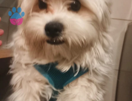 terrier maltese malta kopegi 10 aylik erkek