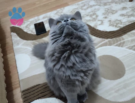 British longhair 2 Yaşında Eş Arıyorum