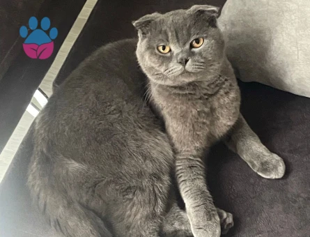 Scottish Fold Oğluma Eş Arıyorum