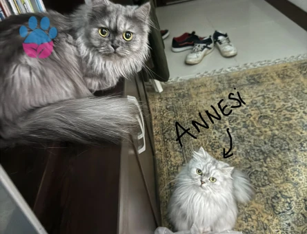 British longhair Boncuğumuza eş arıyoruz