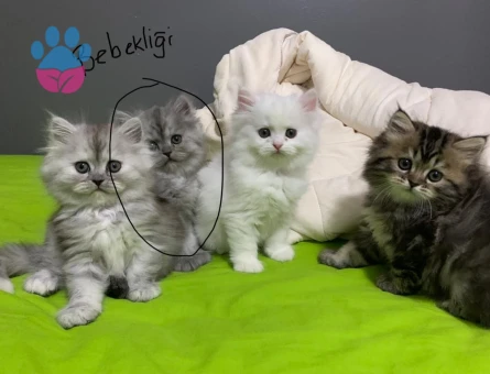 British longhair Boncuğumuza eş arıyoruz