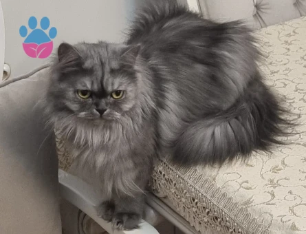 British longhair Boncuğumuza eş arıyoruz