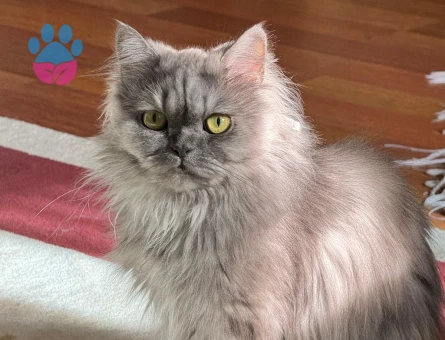 British longhair Boncuğumuza eş arıyoruz