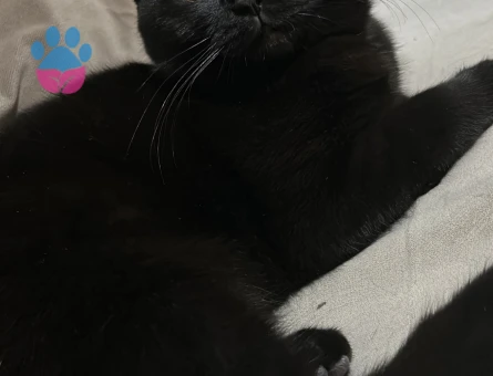 Tatlı kızıma bir eş arıyorum British shorthair