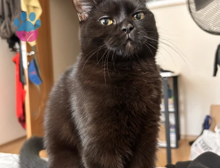 Tatlı kızıma bir eş arıyorum British shorthair