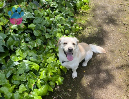 Golden Retriever Köpeğime Eş Arıyorum