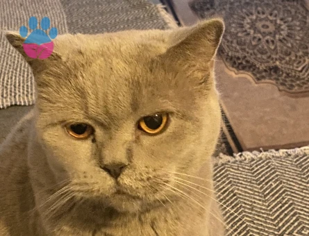 Prenses kızıma yakışıklı eş arıyorum