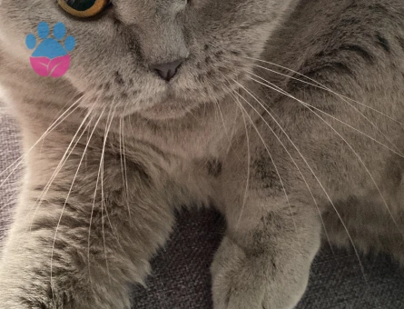 Prenses kızıma yakışıklı eş arıyorum