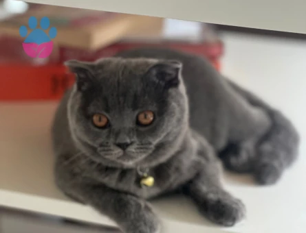 Skotish Fold Dişi 1,5 yaşında