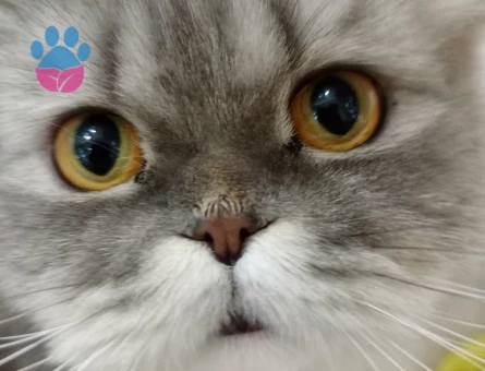 Kızımıza eş arıyoruz