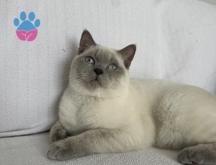 Oğlumuza eş arıyoruz aşıları tam uysal sakin