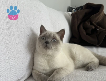 Oğlumuza eş arıyoruz aşıları tam uysal sakin