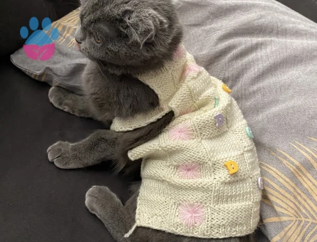 Scottish Fold kızımıza eş arıyoruz !!