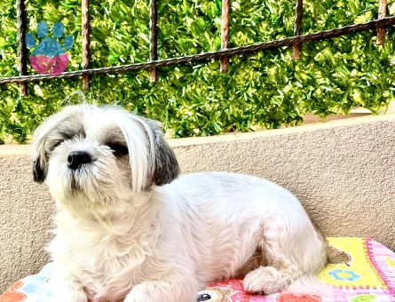 ShihTzu 8 Yaşında Dişi