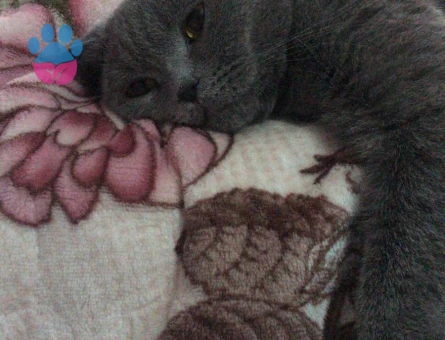 2 yas dışı scotish kedim için es ariyorum