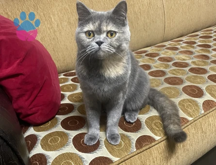 10 -11 aylık kızımıza eş arıyorum