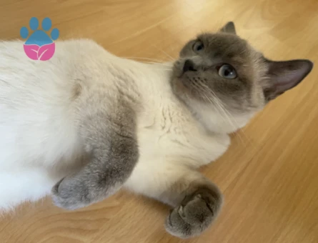 1 Yaşında British Shorthair Eş arıyorum - 118984299